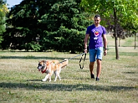 Adoptuj Warszawiaka  Wydarzenie promujące adopcję zwierząt. Organizator: Schronisko dla Bezdomnych Zwierząt "Na Paluchu". 18 sierpnia 2019, Park Raszyński w Raszynie. : park raszyński, adoptuj warszawiaka, na paluchu, schronisko dla zwierząt, centrum warszawy, raszyn